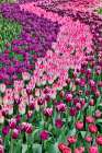 USA, Washington State. Skagit Valley, tulips blooming in garden Art Print